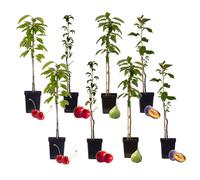 Arbre fruitier à piliers - 8