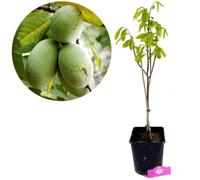 Arbre fruitier - Asimina triloba (Papayer) - Rustique - Fleurs violettes - Feuillage doré - Fruits comestibles