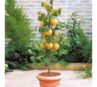 Arbre fruitier Colonnaire Poirier - 80/100 cm de hauteur - Pour pots et pleine terre - Idéal pour Balcon, terrasse, Petit Jardin