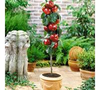 Arbre fruitier Colonnaire Pommier - 80/100 cm de hauteur - Pour pots et pleine terre - Idéal pour Balcon, terrasse, Petit Jardin