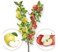 Arbre fruitier Duo - 80 cm - Convient pour balcon, terrasse et petits jardins - Convient en pots et dans le jardin (Duo Pommier)