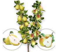 Arbre fruitier - Duo de poire - Williams/Santa Maria - Convient aux balcons, terrasses et petits jardins - Convient aux pots et à la terre