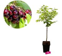 Arbre fruitier - SCHRAMAS - Bigarreau Burlat - Floraison printemps - Fruits rouges juteux - Exposition soleil