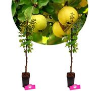 Arbre fruitier - SCHRAMAS - Cydonia oblonga (Coing) - 2 plants - Pot 9 cm - Rustique