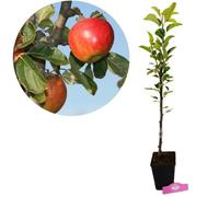 Arbre fruitier - SCHRAMAS - Elstar (Malus domestica) - Pommes jaune et rouge - Goût sucré - Rustique, 2,5-3 m