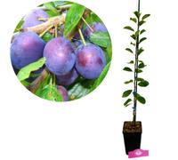 Arbre fruitier - SCHRAMAS - Prunus domestica 'Opal' - Autogame - Récolte fin juil.-début août - Rustique (zone 6)