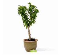 Arbre fruitier - SCHRAMAS - Prunus nucipersica (Mini nectarine) - Pot 17 cm - Fruit rouge - Hauteur 1,2-1,5 m