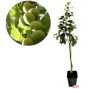 Arbre fruitier - SCHRAMAS - Reine Claude Verte - Floraison printemps - Prunes vertes juteuses - Non autofert