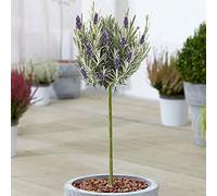 Arbre Lavandula Munstead | Lavande Anglaise Arbres Ornementaux pour Petits Jardins | Plantes de Jardin en Pot | Tige en Forme de Lollipop Standard