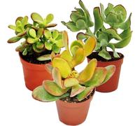 arbre monétaire, 3 espèces différentes de Crassula en pot de 5,5cm