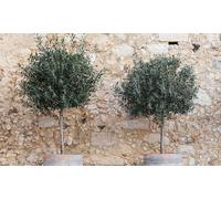 Arbre Oliviers Européens : 40-50 cm / 2