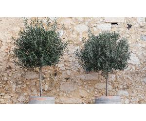 Arbre Oliviers Européens : 40-50 cm / 2