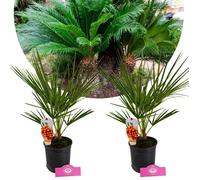 Arbre - SCHRAMAS - Chamaerops humilis - Palmier nain européen - Lot de 2 - Pot 15 cm