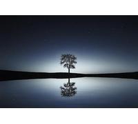 Arbre Solitaire la Nuit, Puzzle de 2000 pièces, Magnifique Puzzle illustré, Grand Format 70 x 100 cm