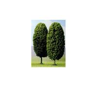 Arbres De Laburnum 145Mm (Paquet De 2) HO/OO Échelle Busch 6165