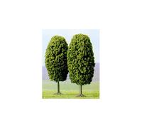 Arbres Décidus 50mm De Haut (Paquet De 2) N/Z Gauge Busch 6293