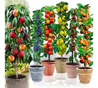 Arbres fruitiers Colonnaires - Lot de 6 arbres (cerisiers, pommiers, poiriers, abricotiers, pêcher, prunier) - 80/100 cm de hauteur - Idéal pour Balcon, terrasse, Petit Jardin