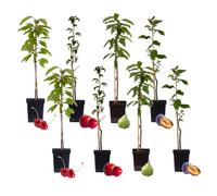 Arbres fruitiers - Mélange de 8 - Prunus Pyrus Malus - Pot 9cm - Hauteur 60-70cm