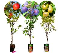 Arbres fruitiers - SCHRAMAS - Mix D - Pomme Elstar / Poire Conference / Prune Opal - Pot 23 cm - 3 pièces