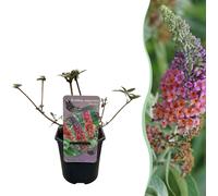Arbuste à papillons Buddleja davidii Flower Power - Fleurs rose-violet - 17 cm x H30 cm - Jusqu'à 2 m - Ensoleillé & facile d'entretien - Attractif pour les papillons