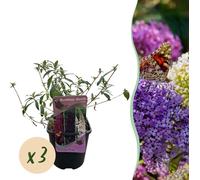 Arbuste à papillons Buddleja davidii Tricolour - 3 plantes - 1 m² - fleurs roses, blanches & violettes - attire les papillons - 17 cm x H30 cm - facile d'entretien & aux abeilles