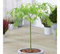 Arbuste Acer Dissectum | Érable du Japon Arbuste d'ornement en pot pour petits jardins