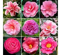 Arbuste Camélia Rose | Plante à superbes feuilles persistantes prête à planter jardin extérieur en pot