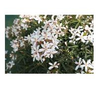 Arbuste - Choisya ternata 'White Dazzler' - Fleurs blanches parfumées - Floraison mai-juin et octobre - Compact 60 cm