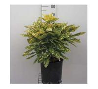 Arbuste d’ornement - Aucuba japonica 'Rozannie' - Pot 30-40 cm - Feuillage vert - Floraison avril-mai