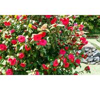 Arbuste de camélia du Japon XL de Gardenzo : Rose / 1