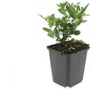 Arbuste décoratif - Aster sauvage - Aster ageratioides 'Stardust' - Pot de 9cm - Set de 6 plantes