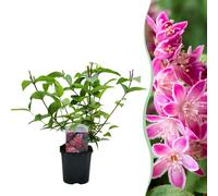 Arbuste étoilé - Deutzia hybrida Strawberry Fields - Fleurs roses - Arbuste - 17cm - Hauteur 45cm - Peu de soins