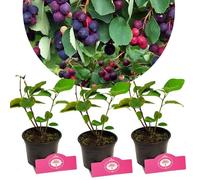 Arbuste fruitier - SCHRAMAS - Amelanchier alnifolia Sleyt - Fleurs blanc crème - Fruits bleu-noir - Feuillage rouge vif