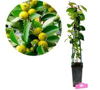 Arbuste fruitier - SCHRAMAS - Psidium cattleianum 'Jaune' - Fruits jaunes - Exposition soleil - Floraison printemps
