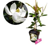 Arbuste (Magnolia) - SCHRAMAS - Little Gem - Pot 2 L - Fleur blanche parfumée - Hauteur 2,5-5 m