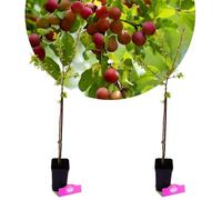 Arbuste - Prunus cerasifera 'Myrobalaan' - Lot de 2 - Pot 9 cm - Floraison avril
