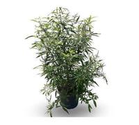 Arbuste - Vitex agnus-castus 'Delta Blues' - Fleurs bleu vif - Port compact - Attire abeilles & papillons