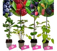 Arbustes à Baies Spéciales - Schramas - Mix de 4 variétés - Pot 9cm - Fruits comestibles - Résistants au froid