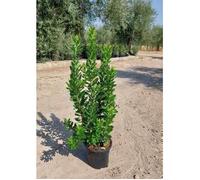 Arbutus unedo - Arbutus 60- 80 cm en pot