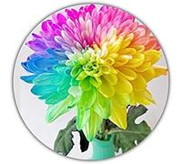 Arc-en-ciel Chrysantheme - env. Lot de 50 graines de couleurs merveilleuses - Idéal comme cadeau