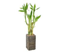 Arcadia Garden Products LV25 - Bambou porte-bonheur à 5 tiges - Plante d'intérieur vivante dans un pot en bois vieilli pour la maison, le travail ou un cadeau - Foncé