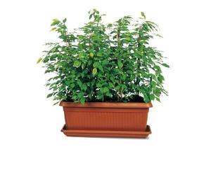 Arche Pots de fleurs lys Maxi 430