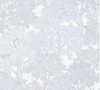 Architects Paper papier peint forêt Floral Impression papier peint avec arbres papier peint intissé gris blanc 10,05 m x 0,53 m