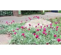 Arctotis Harlequin, Marguerite africaine 50 Samen, vivace, couvre sol, rocaille