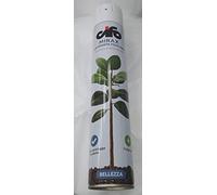 ARDITO MICHELE BRILLANT SPRAY pour ballons, fleurs, articles en PVC, ETC. 750 ML PARTY FESTA