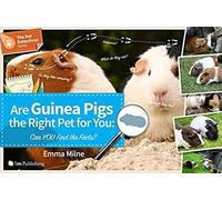 Are Guinea Pigs The Right Pet For You