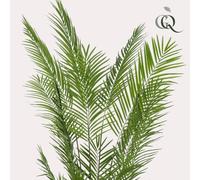 Areca Lutescens Palmier doré - Plante d'intérieur artificielle - Palmier tropical 240 cm - Décoration facile d'entretien pour le salon, le bureau & l'intérieur