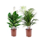 Areca plante et Spathiphyllum - Mix de 2 - Pot 17cm - Hauteur 60-70cm