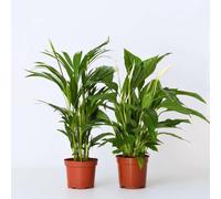 Areca & Spathiphyllum - set 2 pièces - 60-75cm - Ø17cm - Plante d'intérieur - Vert persistant - Multideal