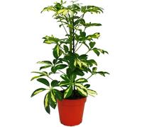 Aria rayonnante - Schefflera - blanc-vert feuillu - pot de 12cm - plante d'intérieur - env. 40-45cm de haut